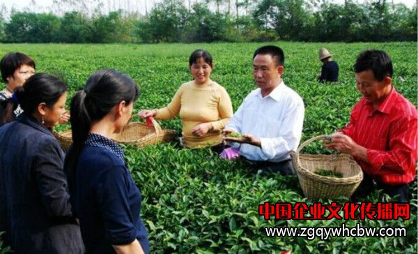 光州茶業(yè)董事長(zhǎng)劉祥國(guó)在茶園指導(dǎo)茶農(nóng)采茶.jpg