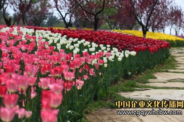 大連英歌石植物園:中國最美郁金香展3.JPG
