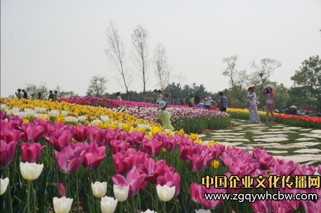 大連英歌石植物園:中國最美郁金香展1.JPG